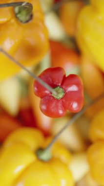 Dikey video. The Star of Turkey 'in kırmızı biberi, yukarıdan izlenen çeşitli kırmızı biberler ve Habanero' nun arka planında dönüyor..