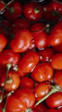 Dikey video. The Star of Turkey 'in kırmızı biberleri durulanır ve bir kap suda yıkanır. Yakın çekim, yavaş çekim.