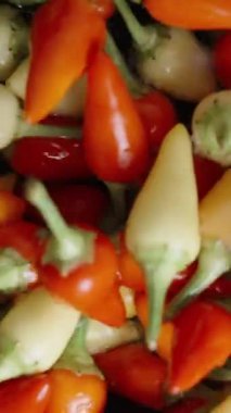 Dikey video. Biberiyeli çeşitli kırmızı biberler suda, yakın çekim ve yavaş çekimde yıkanır..