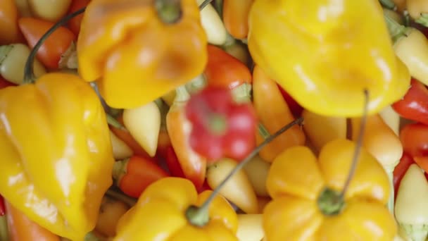 Kamera Stoupá Vzhůru Přesouvá Své Zaměření Červený Pepř Odrůdy Hvězda — Stock video
