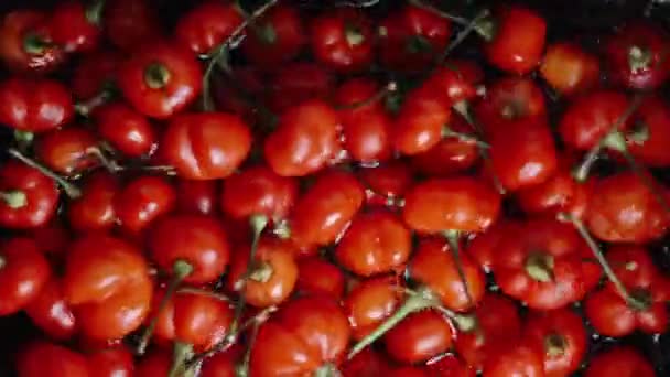 Röd Paprika Sorten Turkiets Stjärna Sköljs Och Tvättas Behållare Med — Stockvideo