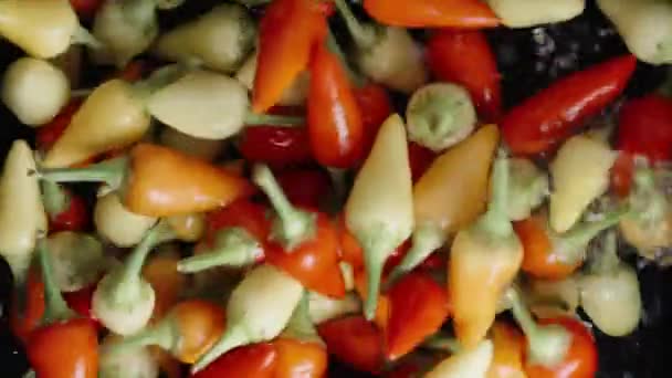 Różne Mini Papryki Chili Odmiany Rosemary Myte Wodzie Widok Bliska — Wideo stockowe
