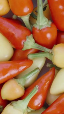 Dikey video. Biberiye çeşitliliğinden küçük kırmızı biber çeşitlerinin yukarıdan aşağı görüntüsü, kaydırma hareketli yakın çekim..