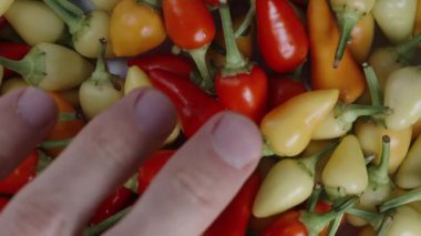 Kamera yavaş çekimde yukarı aşağı hareket ederken ben bir avuç küçük kırmızı biber alıyorum..