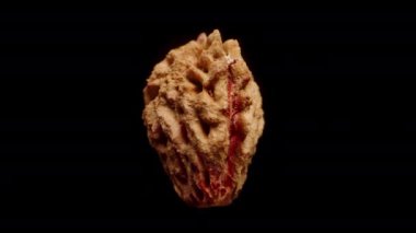 Kapalı bir nektarin çukuru, siyah bir arkaplanda dönüyor, izole edilmiş..