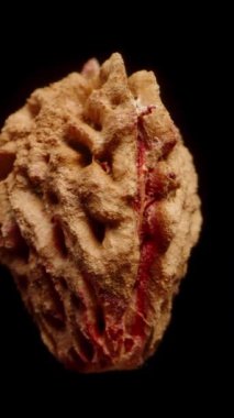 Dikey video. Kapalı bir nektarin çukuru, siyah bir arkaplanda dönüyor, izole edilmiş..