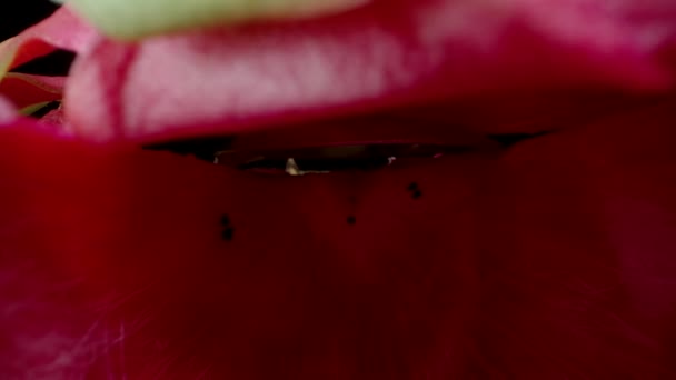 Camera Captures Macro Shots Eaten Fleshless Pitahaya Dragon Fruit — Stock Video