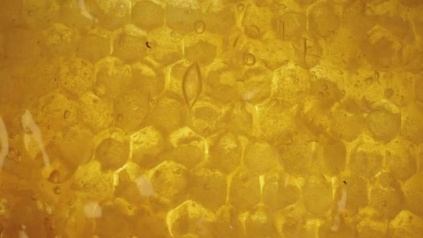 Makro Ujęcie Prawdziwych Plastrów Miodu Miodem Kapiącym Dół Złoty Blask — Wideo stockowe
