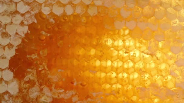 Wachszellen Aus Bienenstöcken Gefüllt Mit Honig Und Blasen Inneren Eines — Stockvideo