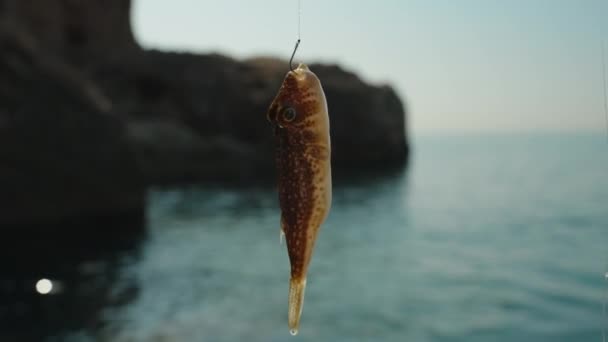 배경에 바다와 바위와 어부의 후크에 작지만 Fugu 물고기 — 비디오