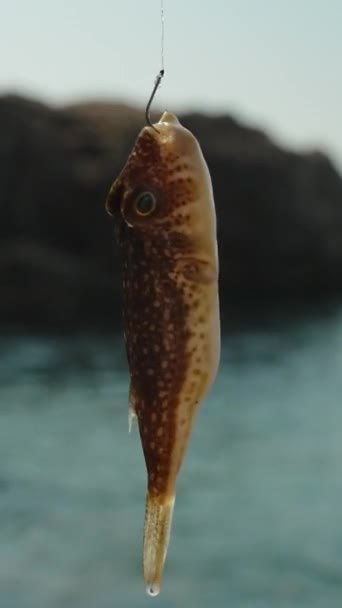 Vertikal Video Liten Men Giftig Fugu Fisk Fiskerens Krok Med – stockvideo