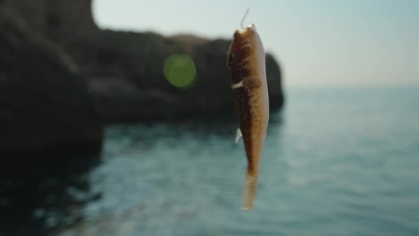 Peixe Fugu Oscila Anzol Pescador Close Com Mar Rochas Fundo — Vídeo de Stock