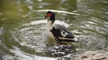 Ördek suya dalıyor ve kendini sallayarak kanatlarını açıyor. Ağır çekimde..