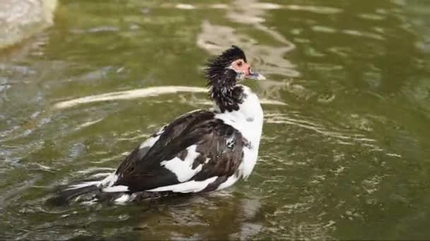 Pato Está Bañando Estanque Sumergiendo Cabeza Bajo Agua Movimiento Cámara — Vídeo de stock