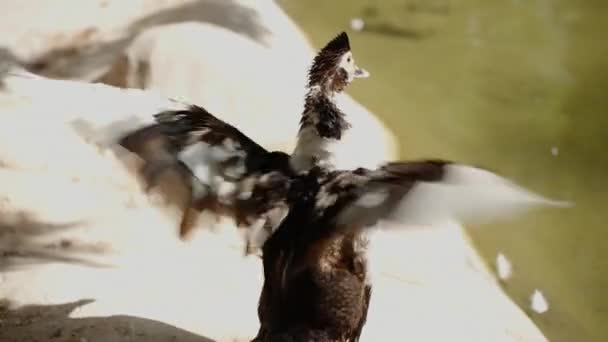 アヒルは翼を広げ それらをフラップし 羽を掃除する 動きはゆっくりと動いている — ストック動画
