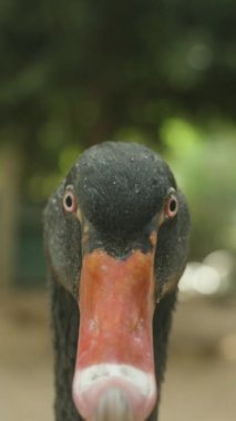 Dikey video. Kameraya bakan kırmızı gagalı siyah bir kuğunun kafasının yakın çekimi..