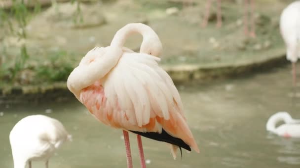 Flamenco Rosado Para Agua Limpia Sus Plumas Con Pico — Vídeo de stock