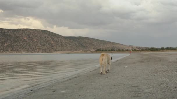一只孤独的无家可归的狗沿着高山湖岸奔跑 她一看到我就转身摇尾巴 我开始追她 — 图库视频影像