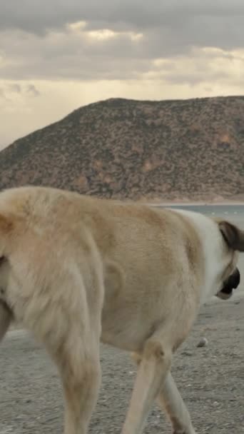 垂直录像 一只无家可归的大狗在高山的背景下沿着湖岸奔跑 日落时是一个阴天的夜晚 — 图库视频影像