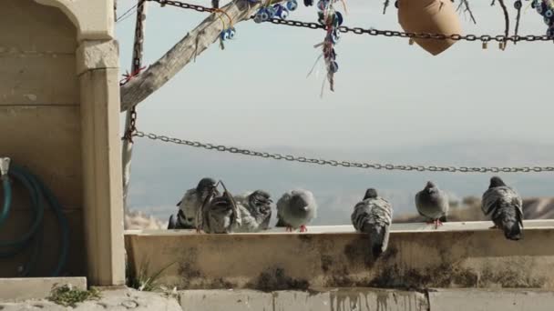 Pigeons Drinking Water Large Bird Feeder High Mountains Old Turkish — Stock Video