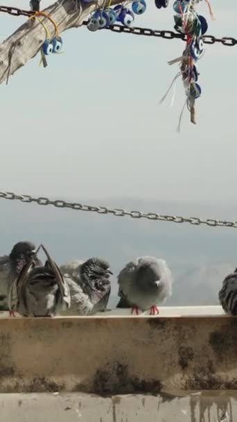 垂直录像 在土耳其一个古老的城镇里 鸽子们慢吞吞地从高高的山上的一只大鸟食中喝水 这棵树上装饰着护身符以防止邪恶的眼睛 — 图库视频影像