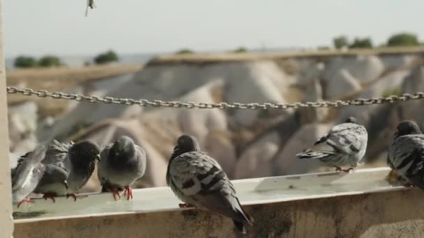 Gołębie Chlapią Się Wodzie Dużym Karmniku Dla Ptaków Tle Skalistego — Wideo stockowe