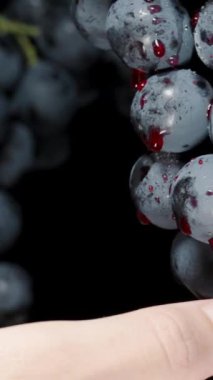 Dikey video. Kırmızı Meyve suyu, bir kadının bir böğürtlen koparması gibi Kara üzüm kümelerinin üzerine akar. Siyah bir arkaplan karşısında.