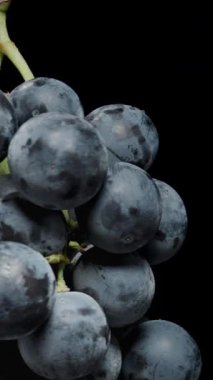 Dikey video. İki Kara Üzüm demeti siyah arka planda dönüyor. Mükemmel yuvarlak böğürtlenler, yakın plan. Kaydırıcı