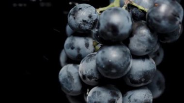 Yavaş çekim, su siyah bir arkaplana yakın çekim siyah üzüm kümesine sıçrıyor..