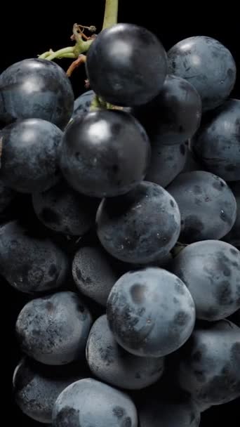 Vertical Video Isolated Black Background Cluster Black Grapes Berries Close — Stock Video