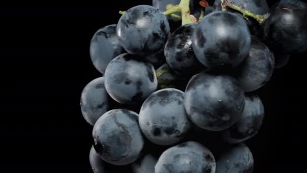 Gros Plan Une Grappe Raisins Noirs Grandes Baies Rondes Fond — Video