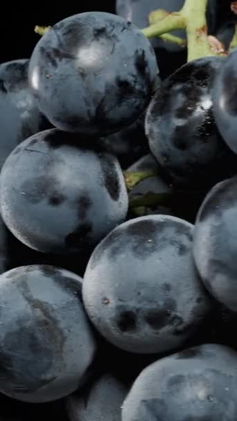 バーティカルビデオ ブラックグレープのクラスターのクローズアップ 大きな丸い果実 — ストック動画