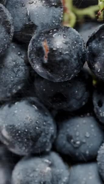 Vertical Video Water Droplets Black Grape Berries Water Splashes Clusters — Stock Video