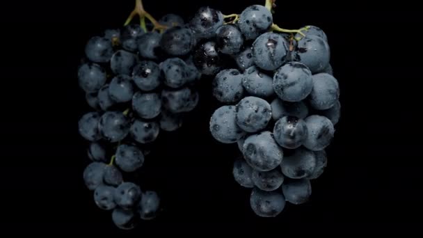 Dwie Grona Winogron Dużymi Czarnymi Jagodami Wiszą Góry Obracają Się — Wideo stockowe