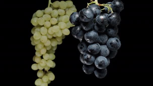 Two Clusters Grapes Dangle Spin Black Green Berries Black Background — Stock Video