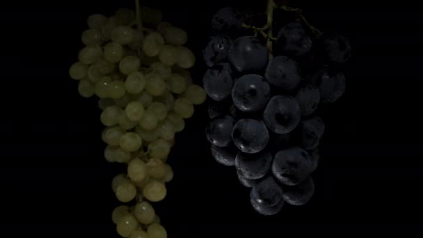 Две Висячие Гроздья Винограда Зеленых Черных Ягод Медленно Выходят Темноты — стоковое видео