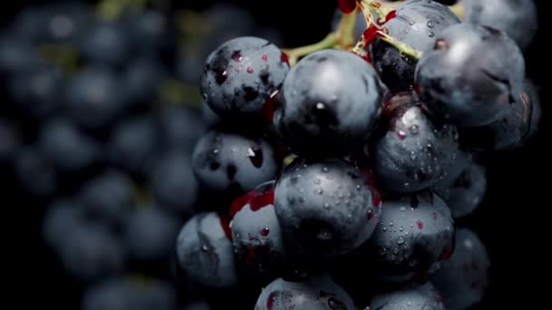 Zwarte Druivenclusters Met Rood Sap Druipend Van Hen Close Een — Stockvideo