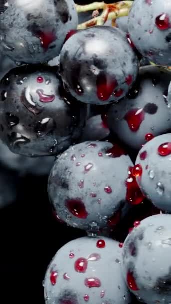 Vertical Video Hanging Clusters Black Grapes Covered Red Juice Droplets — Stock Video
