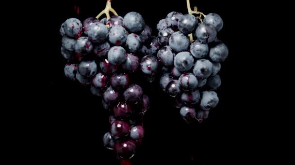 青い丸い果実を持つブドウの2つのクラスタは 黒い背景に対して 赤いジュースやワインがそれらの上に注がれ ゆっくりと動きます 孤立した — ストック動画