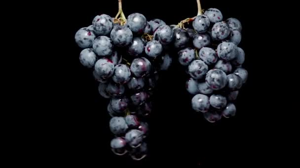 Clusters Blue Grapes Hanging Black Background Collide Each Other Splashes — Stock Video