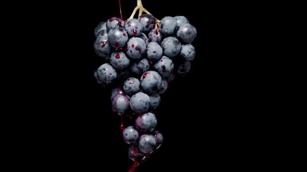 挂满了红汁的黑葡萄 慢吞吞地流下来 用于切割的孤立的黑色背景 — 图库视频影像