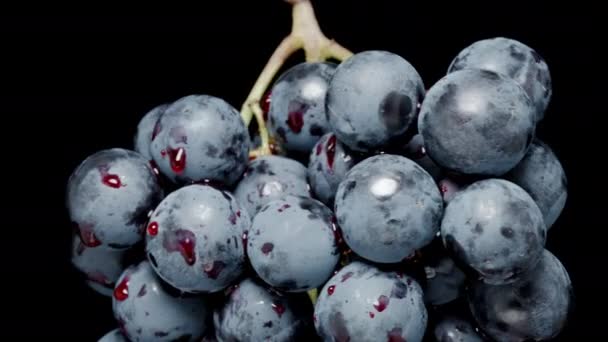 Kırmızı Meyve Damlacıklarıyla Kaplı Siyah Üzümlü Siyah Üzüm Kümesinin Yakın — Stok video