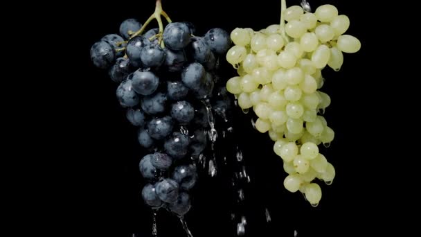 Deux Grappes Raisins Sont Suspendues Sur Fond Noir Une Avec — Video