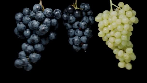 Три Висячі Виноградні Грона Чорному Тлі Стикаються Один Одним Краплі — стокове відео