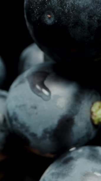 バーティカルビデオ 黒いバックグラウンドの水滴の黒ブドウ ドリースライダー極端なクローズアップ — ストック動画