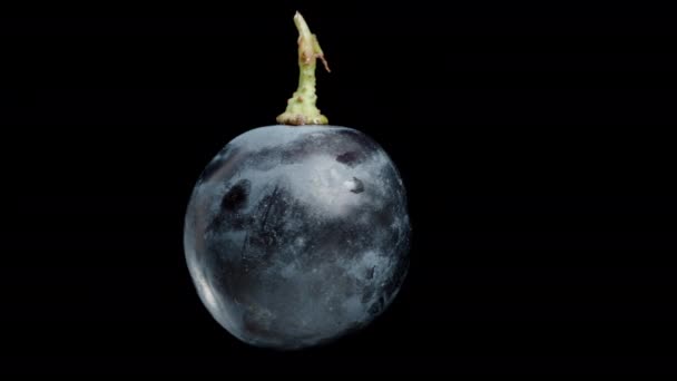Perfekt Rund Black Grape Berry Cykliskt Roterande Svart Bakgrund Isolerad — Stockvideo