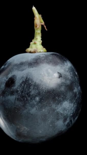垂直录像 一个半圆形黑色葡萄浆果 里面有种子 在黑色背景上循环旋转 被隔离进行现场切割 — 图库视频影像