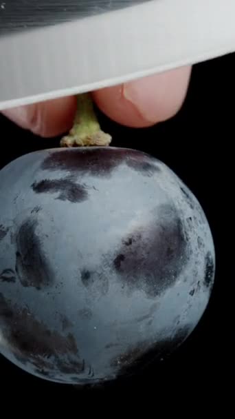 Pionowe Wideo Połowę Czarnej Jagody Winogronowej Nasionami Środku Cyklicznie Obracające — Wideo stockowe