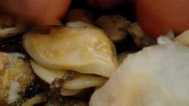 Dondurulmuş ve temizlenmiş midyeleri tek tek seçip alıyorum. Dolly kaydırıcı aşırı yakın çekim.