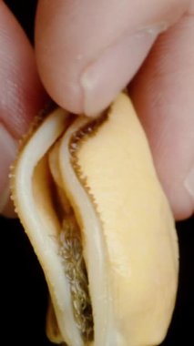 Dikey video. Bir adamın parmakları iki midye kabuğunu açar ve içine bakar. Yakın plan..